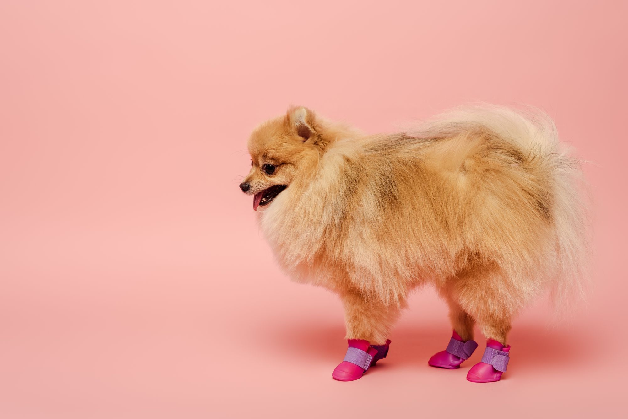 cute pomeranian in shoes